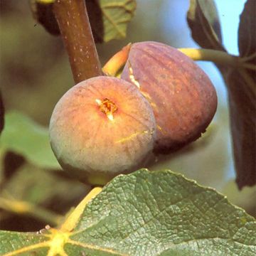 Feige Grise de Saint Jean - Ficus carica