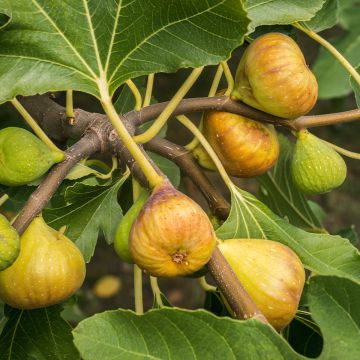 Feige Madeleine des Deux saisons - Ficus carica