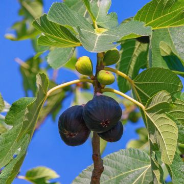 Feige Noire de Bellone - Ficus carica