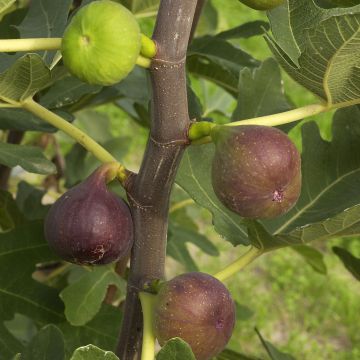 Feige Rouge de Bordeaux Bio - Ficus carica