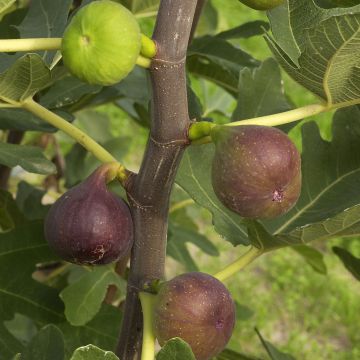 Feige Rouge de Bordeaux - Ficus carica