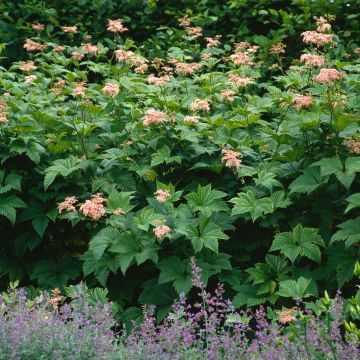 Filipendula camtschatica - Reine des prés