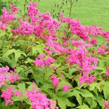 Filipendula purpurea - Reine des prés