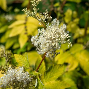 Filipendula ulmaria Aurea - Reine des prés