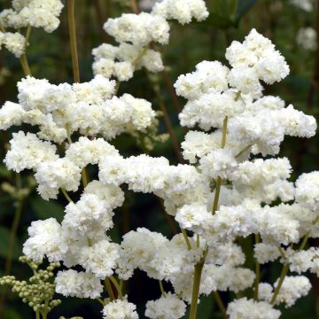 Echtes Mädesüß Plena - Filipendula ulmaria