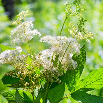 Echtes Mädesüß - Filipendula ulmaria