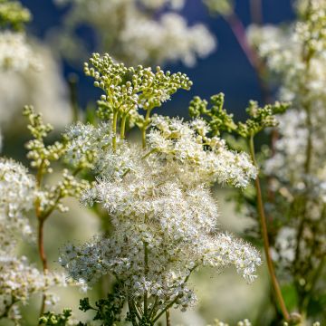 Knolliges Mädesüß - Filipendula vulgaris