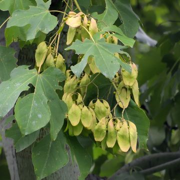 Firmiana simplex - Sonnenschirmbaum