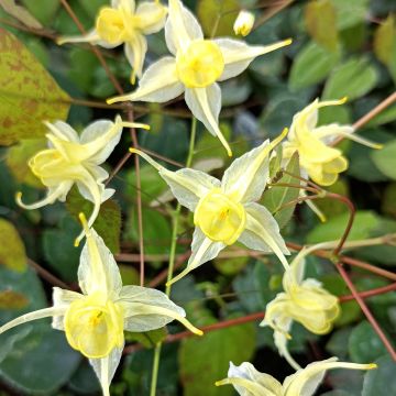 Epimedium Flower Of Sulphur - Elfenblume