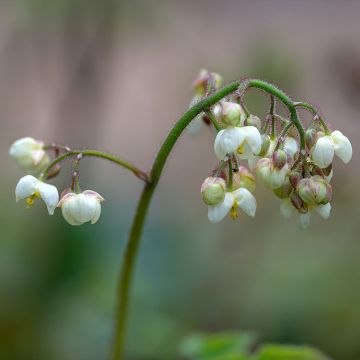 Epimedium pubigerum - Flaumige Elfenblume