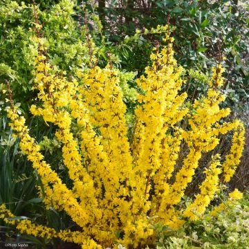 Goldglöckchen Mikador - Forsythie