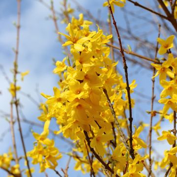 Goldglöckchen - Forsythia intermedia