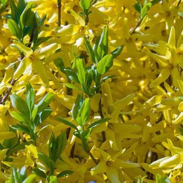 Goldglöckchen - Forsythia intermedia