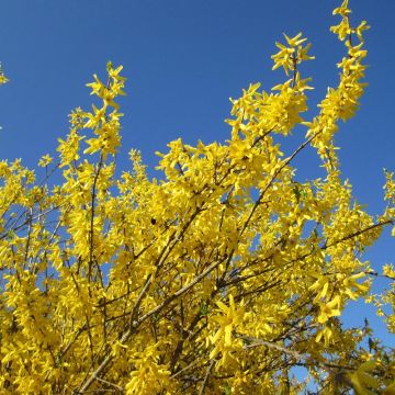 Goldglöckchen Gold Rausch - Forsythie