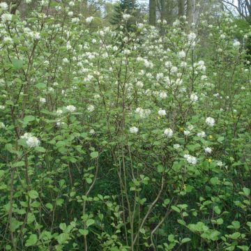 Federbuschstrauch - Fothergilla major