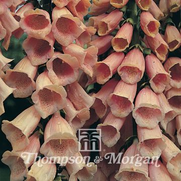 Fingerhut Apricot (Samen) - Digitalis purpurea