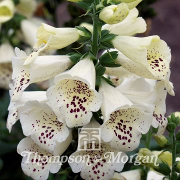 Fingerhut Camelot Cream (Samen) - Digitalis purpurea