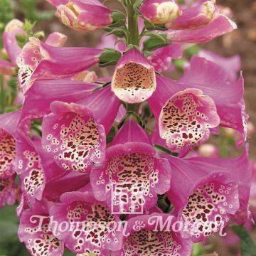 Graines de Digitale Camelot Rose F1 - Digitalis purpurea