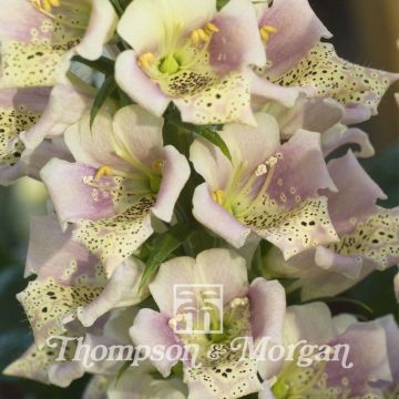 Graines de Digitale Candy Mountain Peach  - Digitalis purpurea