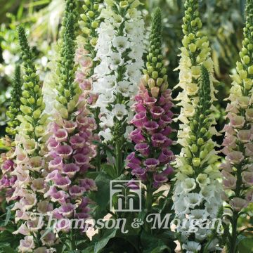 Fingerhut Mountain Mixed (Samen) - Digitalis purpurea