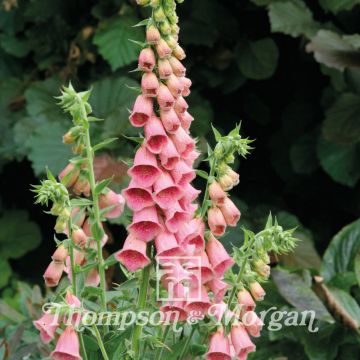 Digitalis mertonensis Summer King (Samen) - Mehrjähriger Fingerhut