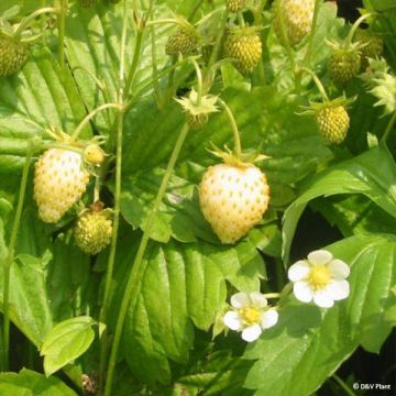 Fragaria alpina Yellow Wonder - Bergerdbeere