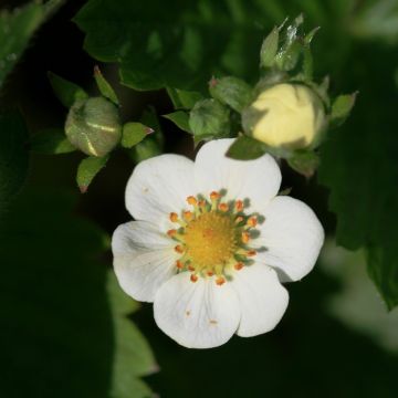 Fragaria nubicola Mont Omei - Himalaya-Erdbeere