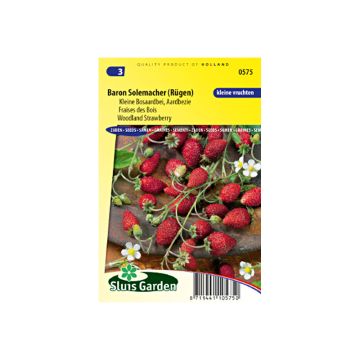 Fraises des Bois Baron Solemacher - Fraise des bois