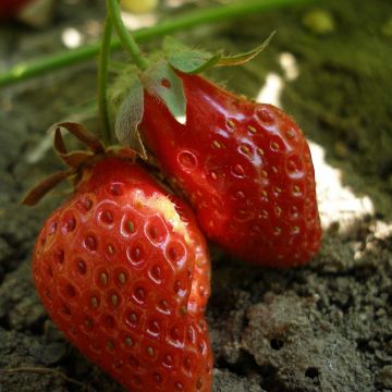 Erdbeere Rubis des Jardins Bio