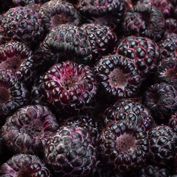 Himbeere Glen Coe - Rubus x neglectus