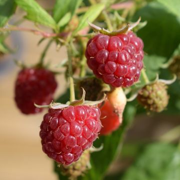 Framboisier nain remontant Autumn Belle - Rubus idaeus