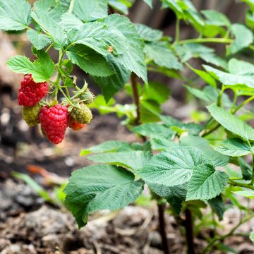 Framboisier nain remontant Bella Aromatica - Rubus idaeus 