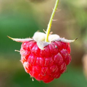 Framboisier remontant September - Rubus idaeus 