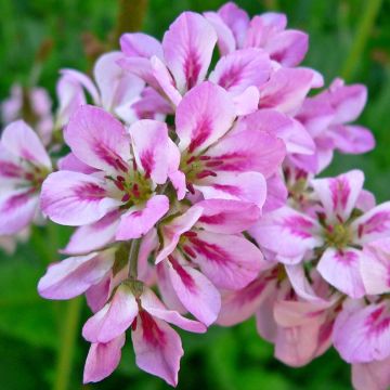 Francoa ramosa - Brautkranz