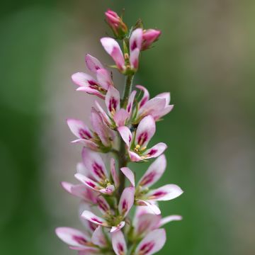 Francoa sonchifolia - Brautkranz