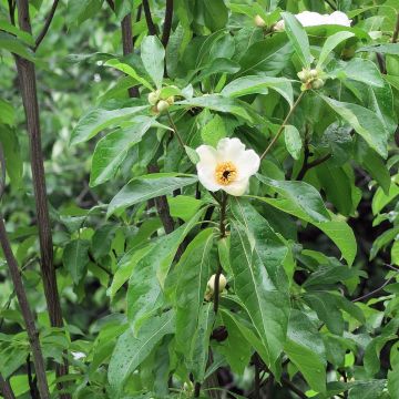 Franklinia alatamaha - Franklinie