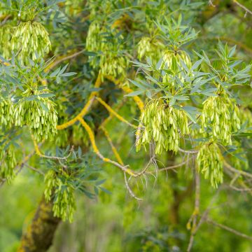 Schmalblättrige Esche - Fraxinus angustifolia