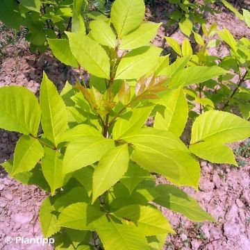 Chinesische Esche Emma's Gold - Fraxinus chinensis