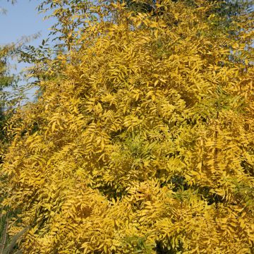 Gemeine Esche Allgold - Fraxinus excelsior