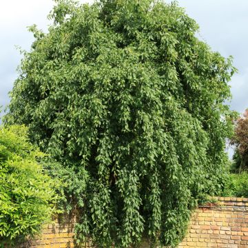 Gemeine Esche Heterophylla Pendula - Fraxinus excelsior