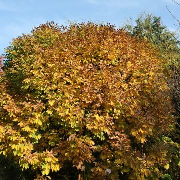 Fraxinus ornus Meczek - Frêne à fleurs