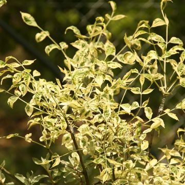 Rot-Esche Argenteomarginata - Fraxinus pennsylvanica