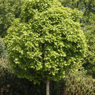 Fraxinus pennsylvanica Crispa - Rot-Esche