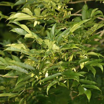 Fraxinus spaethiana - Spaeth-Esche