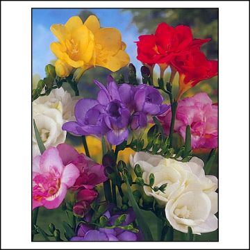 Freesia Double Mix