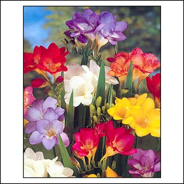 Freesia Simple Mix