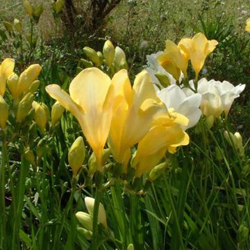 Freesia Simple Yellow