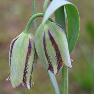 Fritillaria hermonis subsp. amana - Schachblume