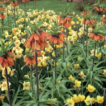 Kaiserkrone Orange Beauty - Fritillaria imperialis