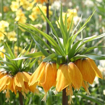 Kaiserkrone Striped Beauty - Fritillaria imperialis